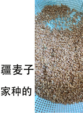 新疆麦子粒小麦种子杂粮煮粥磨面粉去壳麦子奇台麦子粒中筋麦