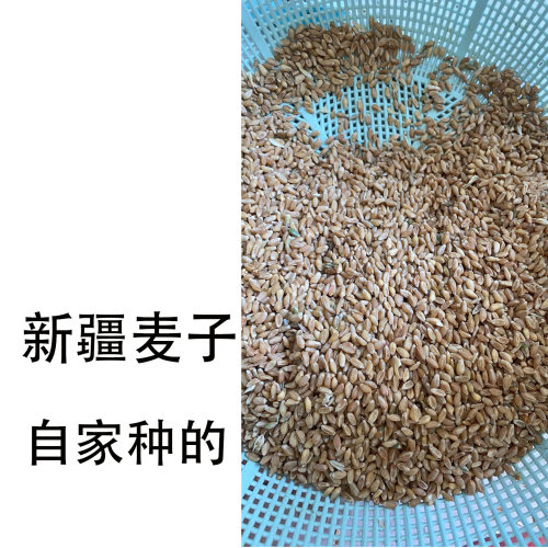 新疆麦子粒25年新货去壳麦子