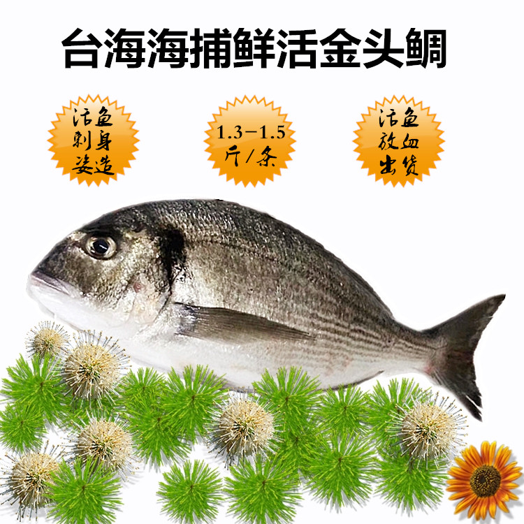 鲜活加吉鱼条价格 鲜活加吉鱼条图片 星期三