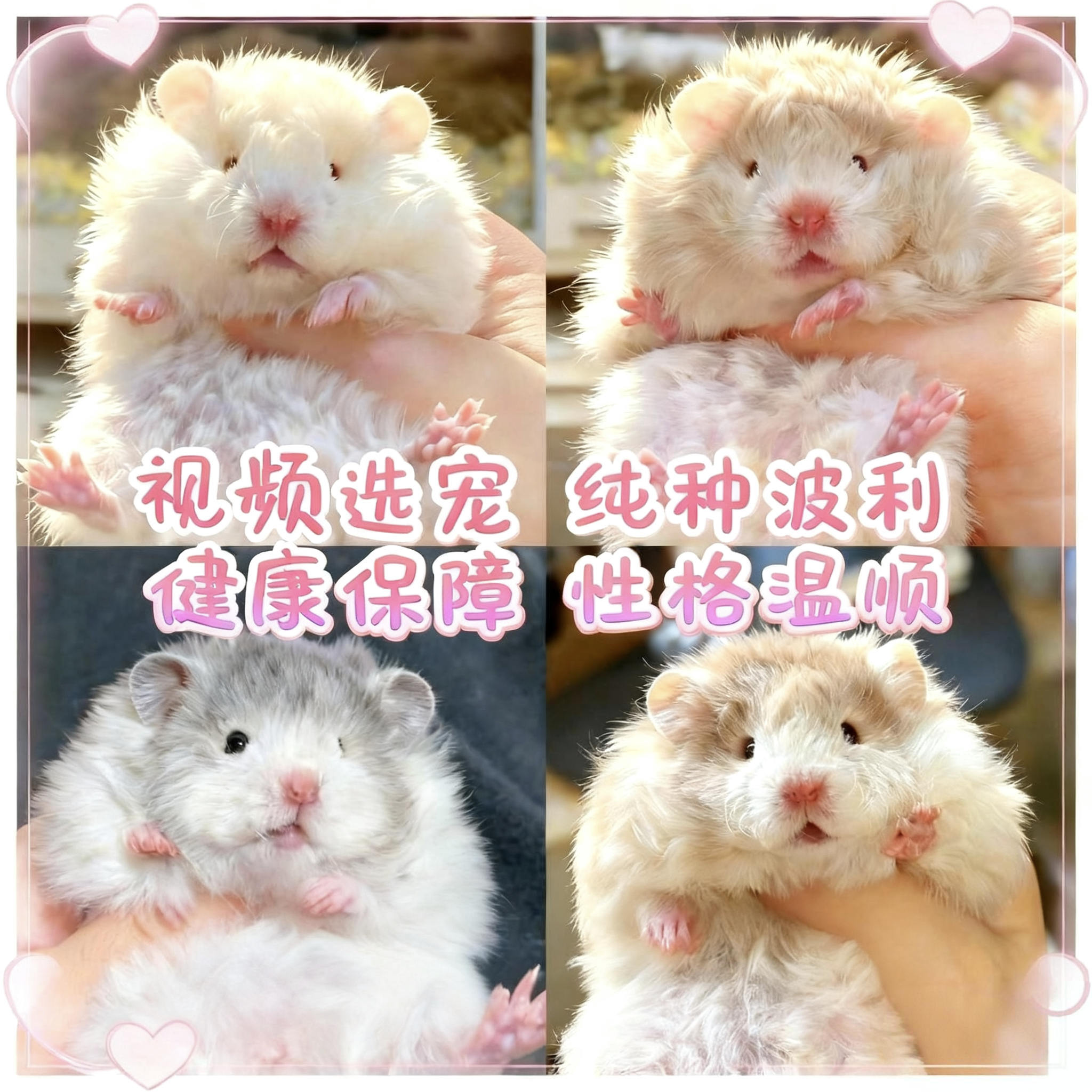 家养长毛金丝熊活物已打疫苗稀有卷毛黑火蜜波利纯银鸽灰肉桂仓鼠
