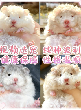 家养长毛金丝熊活物可爱乖巧稀有卷毛黑火蜜波利纯银鸽灰肉桂仓鼠