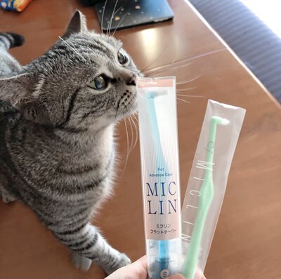 日本Ci-Miclin宠物猫咪牙刷狗牙刷 尖头小头软毛正畸除臭除牙结石