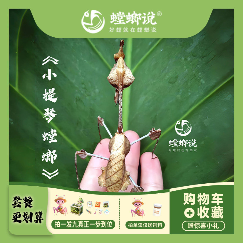【包邮】小提琴螳螂观赏螳螂宠物螳螂指尖懒人宠物桌面宠物