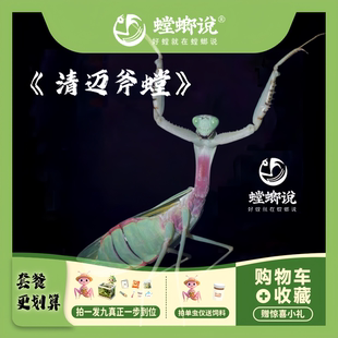 【顺丰包邮】清迈未知斧螳清迈斧螳观赏螳螂懒人宠物桌面宠物