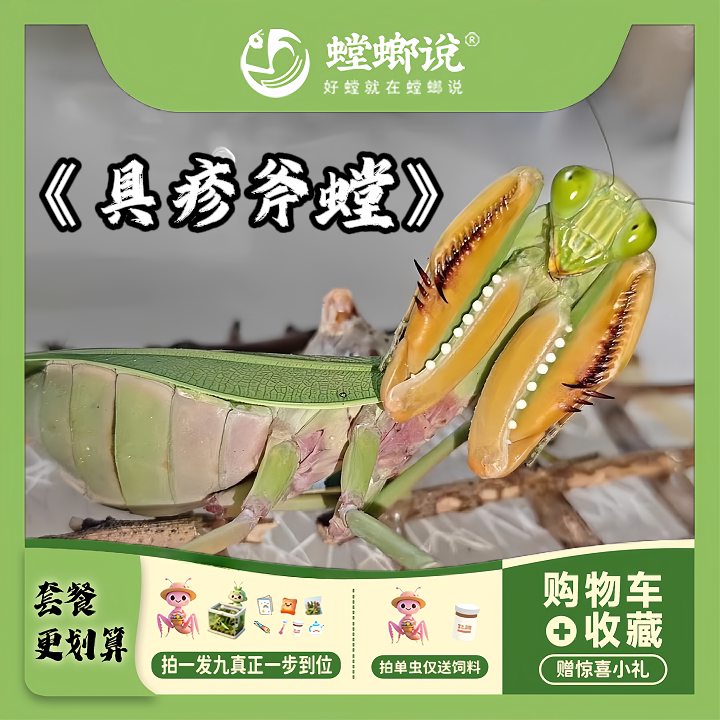 具疹斧螳新种个性活体宠物可观察特色爬宠/鸣虫