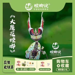【包邮】非洲大魔花螳螂观赏螳螂宠物螳螂指尖宠物懒人宠物