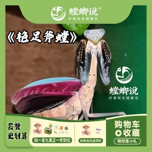 艳足斧螳螂粉色大绿螳螂观赏螳螂凶猛螳螂指尖宠物桌面宠物