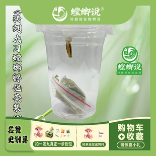 螳螂说狭翅大刀螳螂孵化体验套装