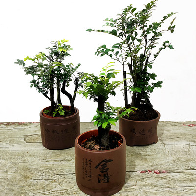 小叶紫檀盆景榕树盆栽黑骨茶绿植室内桌面四季常青美观吸甲醛植物 钥研园林百货企业店 淘优券