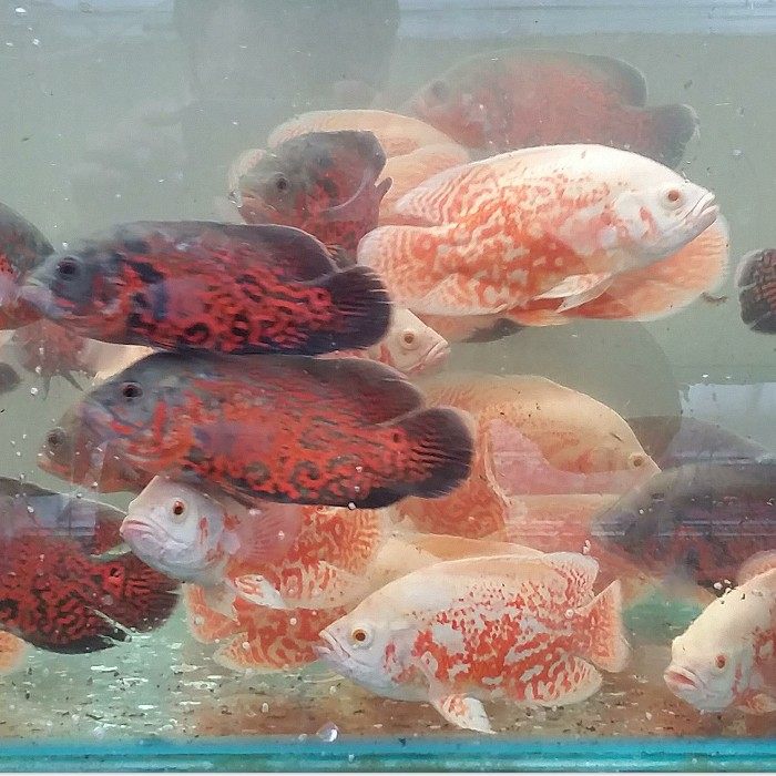 红花地图鱼,血地图 观赏鱼【观赏鱼批发】