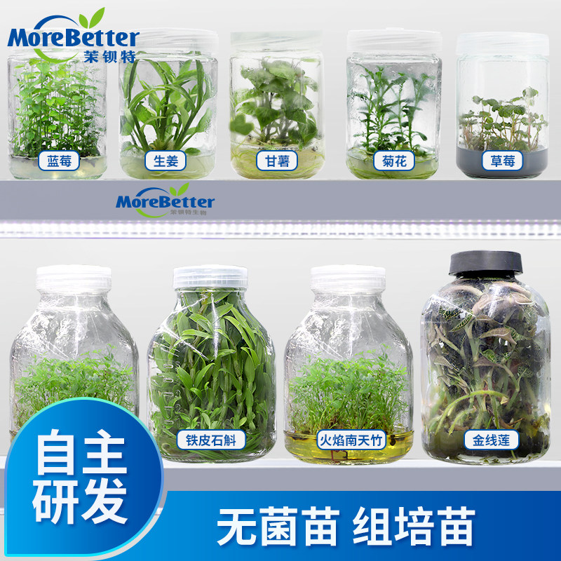 茉钡特生物无菌组培瓶苗石斛金线莲蓝莓甘薯菊花多肉草莓转接扩繁
