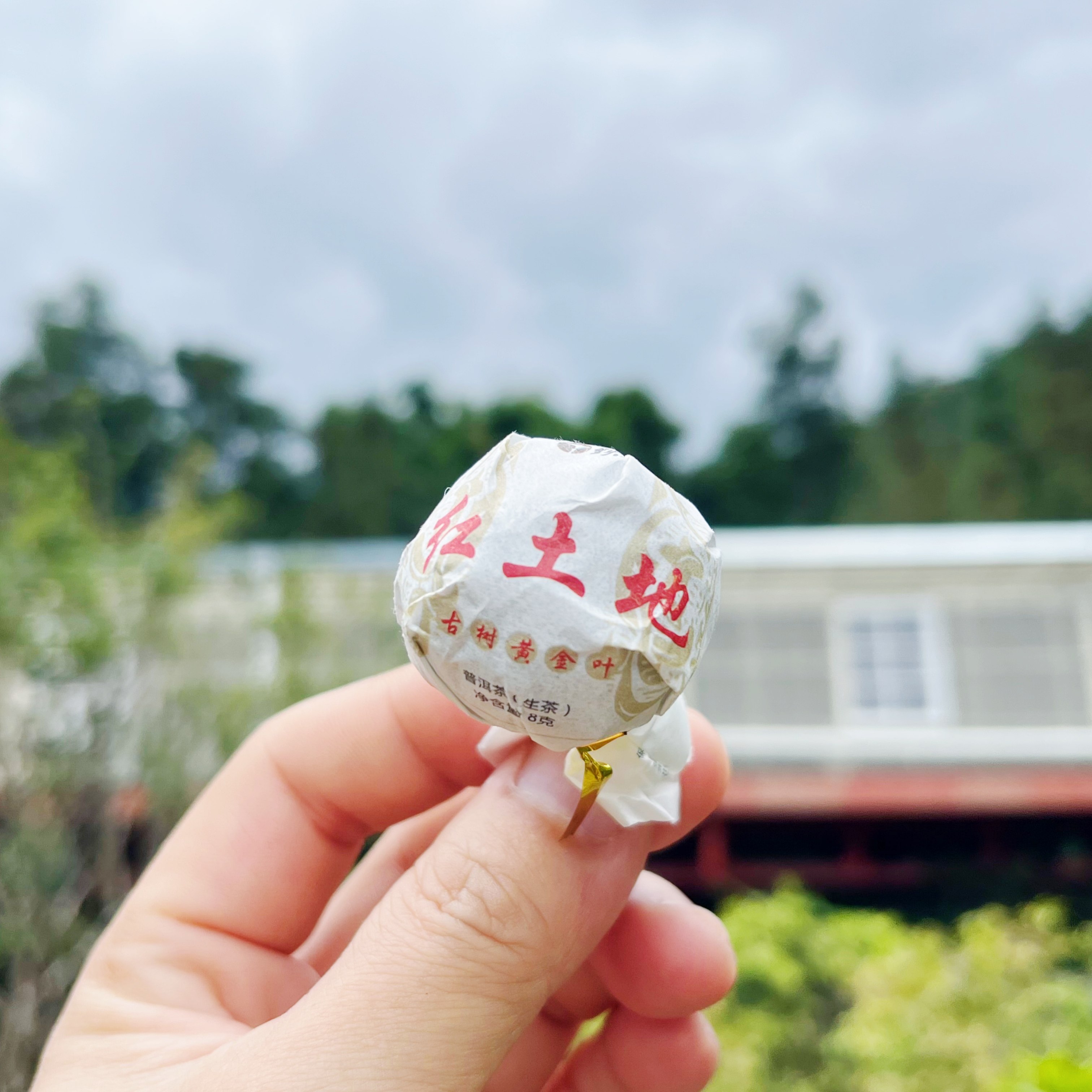 2025年 红土地古树黄金叶龙珠10颗装 普洱茶生茶