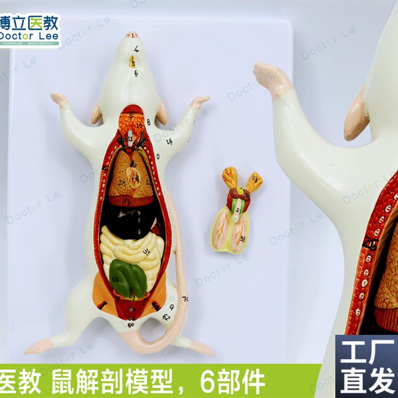教学仿真老鼠标本老鼠解剖模型老鼠F拼装益智玩具动物解剖生物教