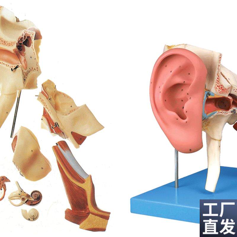 颐诺正品人c体医用耳解剖模型内耳中耳外鼓膜五官科颞骨耳鼻喉科