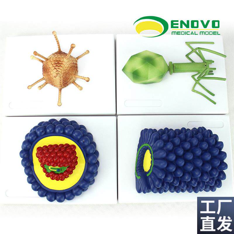 ENOVO正品微生物学病毒模型杆状病毒腺病毒噬菌体病X毒艾滋病毒学