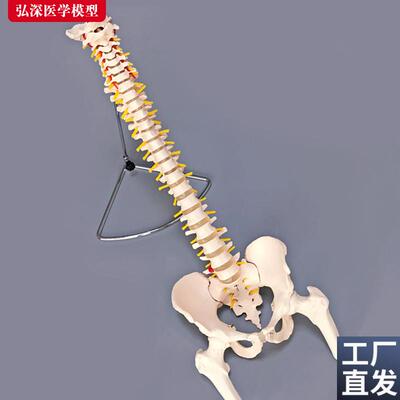 脊柱模型脊椎附骨盆半腿骨骼x解剖股骨神经颈椎胸椎腰椎医学教学