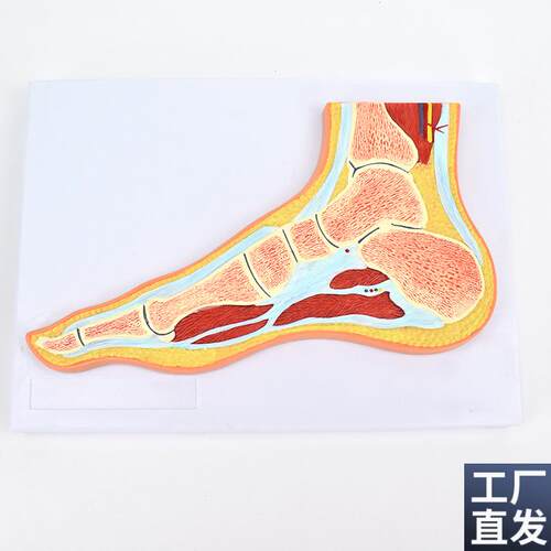 ENOVO颐e诺医学解剖足关节骨骼肌肉模型踝关节剖面脚关节构造MRI