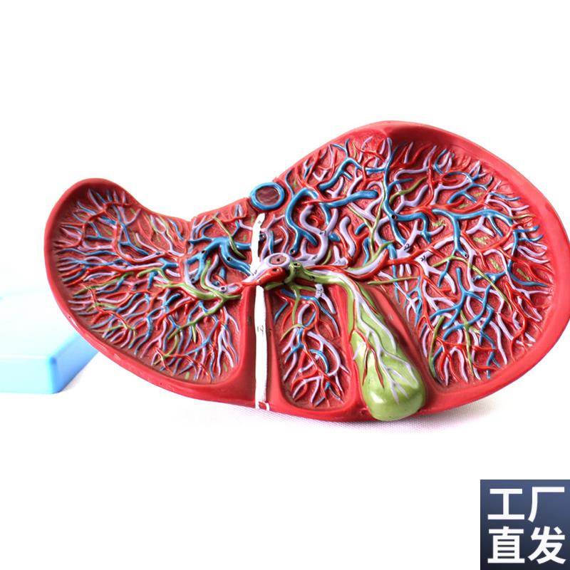ENOVO颐诺医学人体肝胆囊血管模型肝J脏模型消化外肝胆科消化系统