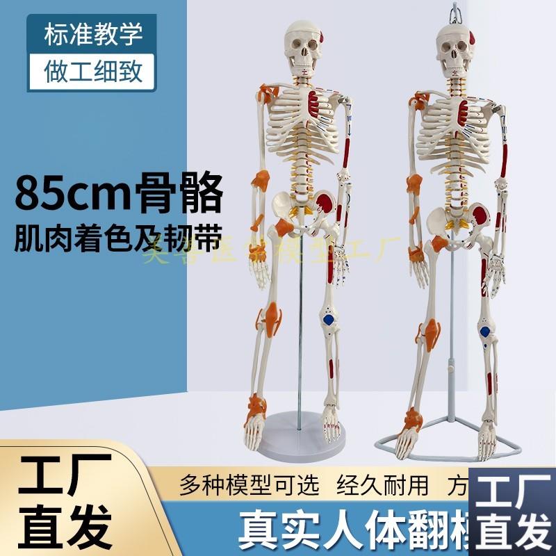 85CM人体骨骼带神经带椎间盘模型骨架附肌肉P起止点着色及韧带模