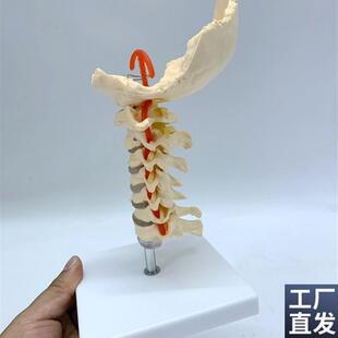 1:1人体颈椎带神经模型脊椎骨骼骨架模型教学医Z用人体标本