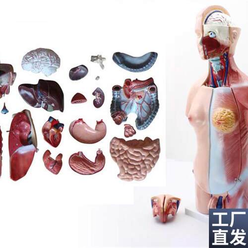 ENOVO颐诺g45CM两性躯干模型人体内脏器官解剖结构模型人体解剖中