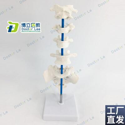 人体典型椎骨模型散骨模型B椎骨模型医教模型教学模型