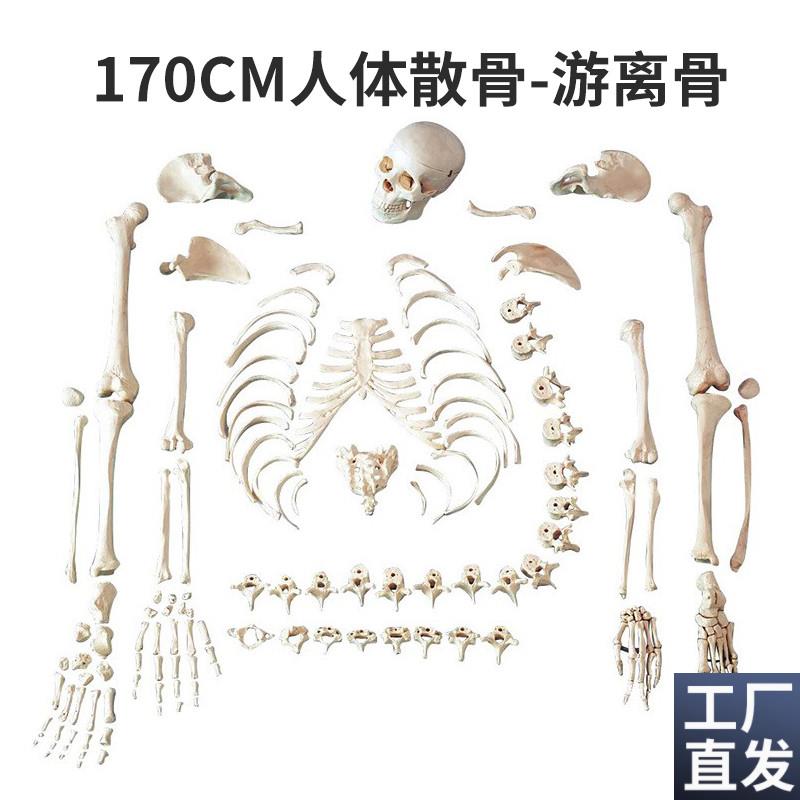 人体骨骼模型散骨170cm成人散B骨医学骨架教学人骨游离人体骨骼