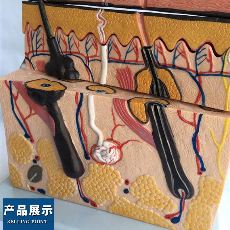 人体皮肤构造解剖模型病态表皮解剖模型真皮表皮皮下组织