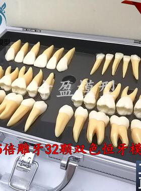 牙科口腔教学2.5倍双色恒牙立体离体模型医K患沟通32颗雕牙M7026