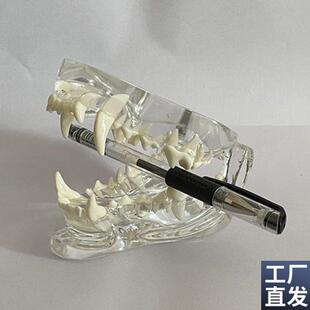 狗牙齿模型口腔上下颌骨透明水晶动物医院展示宠T物医生示教艺术