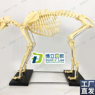 专业品质大型g仿真狗骨骼骨架模型犬骨骼教学演示模型狗骨架骨