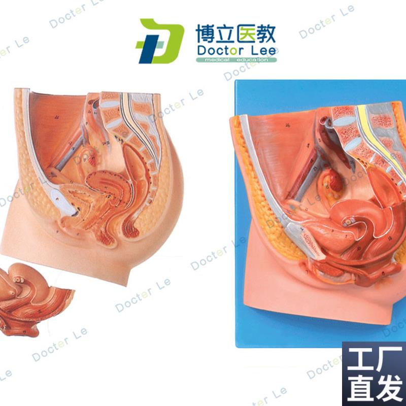 女性盆腔正中矢状切面模型女性矢状解剖模型女性Z生殖器解剖