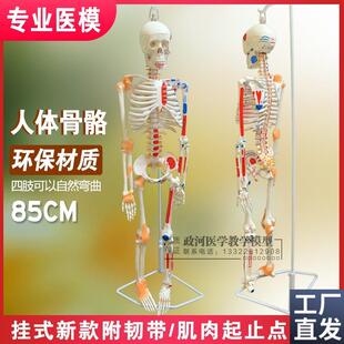 骨架模型45cm85cm人体骨骼模型D全身脊椎骨骼脊柱模型骨骼标本包