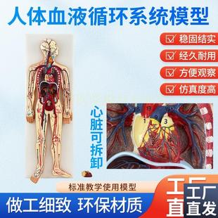 人体血液循环系统模型体肺循w环心血管介入心脏解剖动静脉神经血