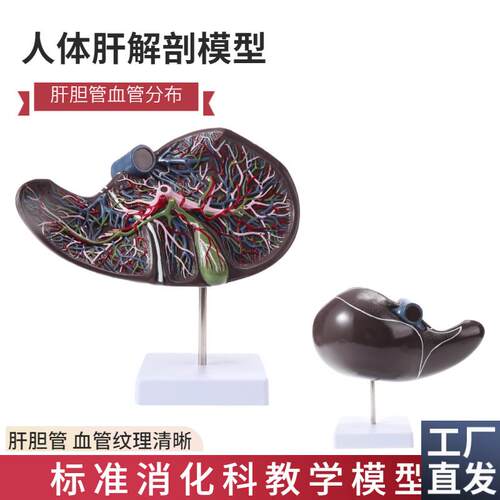 人体肝胆囊血管j模型肝脏解剖模型消化外肝胆科消化系内脏器官构
