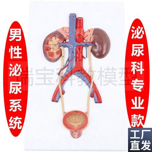 泌尿系统模型腹腔动静脉盆t腔肌肉脏器男生殖膀胱前列腺妇科女子