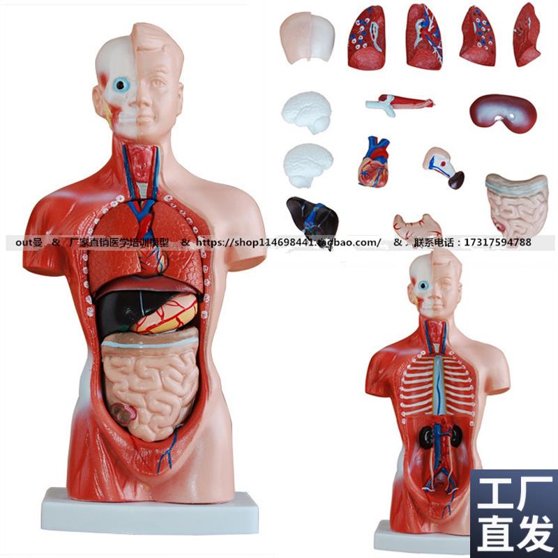 人体躯干模型26CM人体脏器模型内脏器官分布模型人Y体解剖模型
