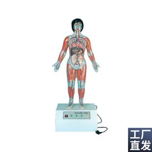 微电脑人体心动k周期与大小循环演示模型血液循环系统模型