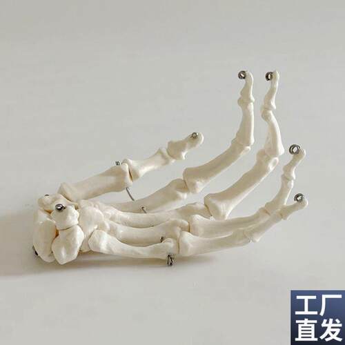 手骨模型1比e1仿真倒模骨头都可活动手指可弯曲握拳造型美术艺考