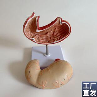 瑞泰模型人体胃解剖贲门粘膜皱襞幽门消J化内脏标本医学院校教学