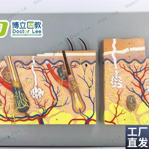 教学仿真皮肤浮雕模型平面皮w肤标本生理组织结构放大医学解剖皮