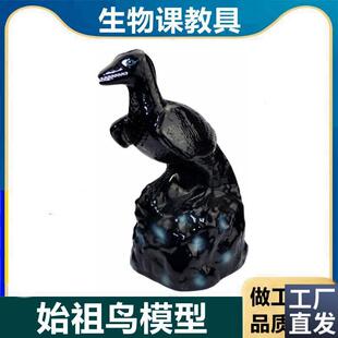 始祖鸟化石复原模型p生物实验器材教学仪器鸟的起源进化论中学