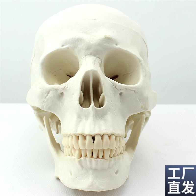 颐诺正品医用艺用美术人体头骨模B型亚洲头颅骨解剖模型骨骼标本