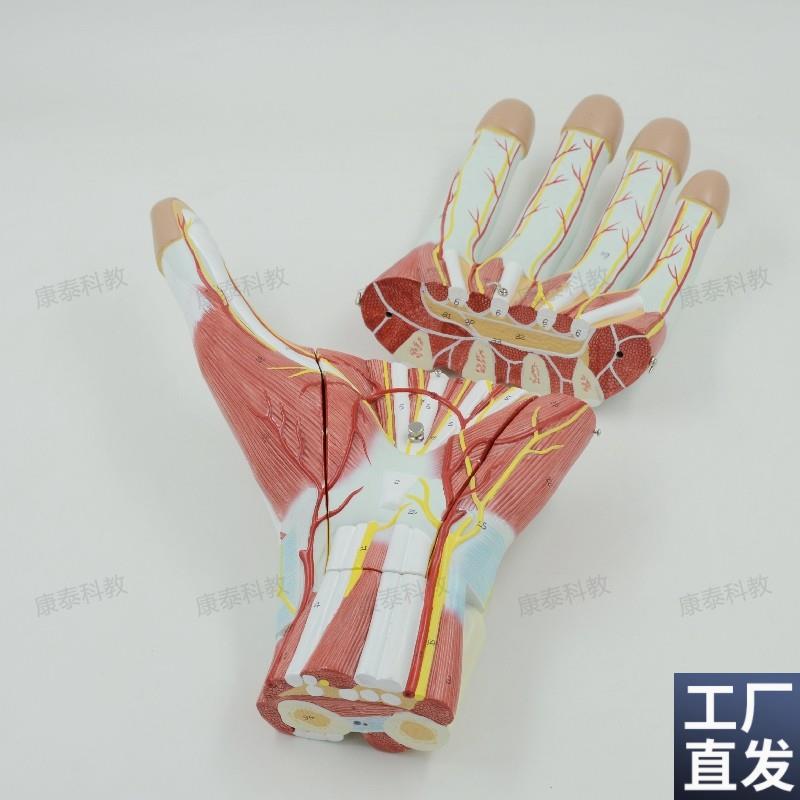 手部肌深浅肌肉神经血管解剖模型显微G外科手术示教手背韧带腕关