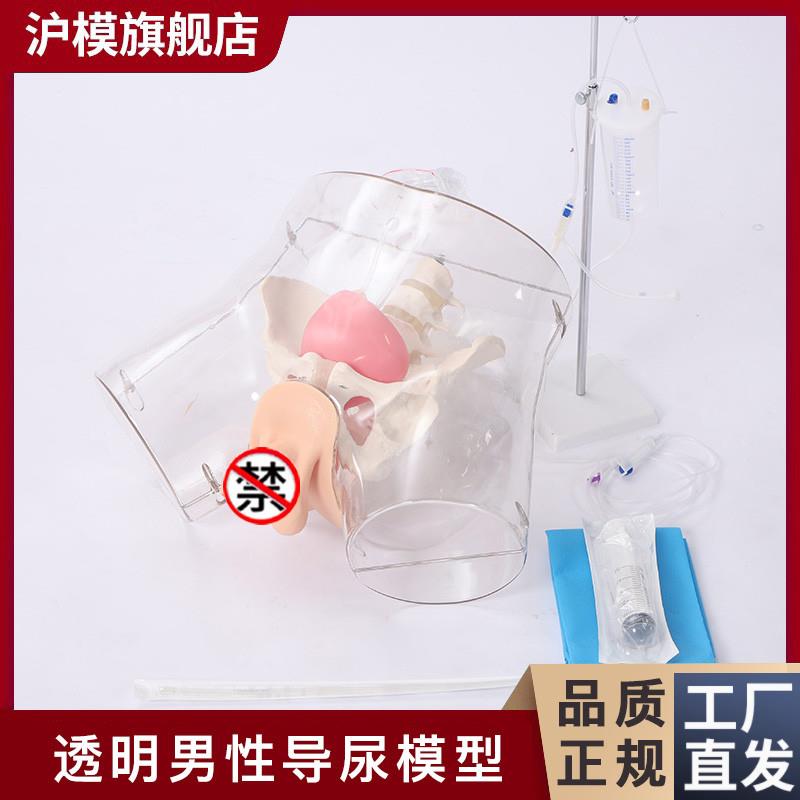 沪模HM/HD5/HDk6透明导尿模型导尿操作演示训练模型男性女性导尿