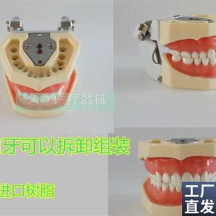 包邮标准c牙颌模型口腔科备全口牙齿可替换日进牙颌配FE咬合架