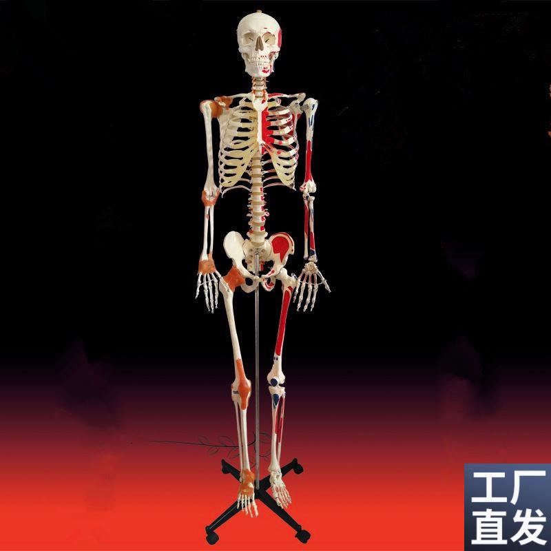 人体骨架a模型成人比例176cm高头颅脊柱胸腔四肢手脚仿真美术医用