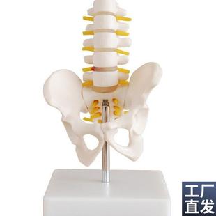 骨盆模型小型骨盆带五节腰椎关节模型骨骼神经构造髋Y骨骶骨尾骨