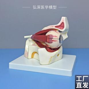 眼球与眼眶放大模型眼外肌肉眼睛解剖眼部视神经结构W3倍放大可拆