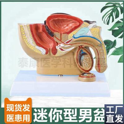男科医患模型前列m腺内外生殖器泌尿生殖系统女腹腔盆腔子宫